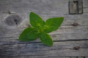 Herbata z oregano? Czemu nie